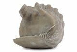 Bargain, Enrolled Asaphus Trilobite - Russia #363248-2